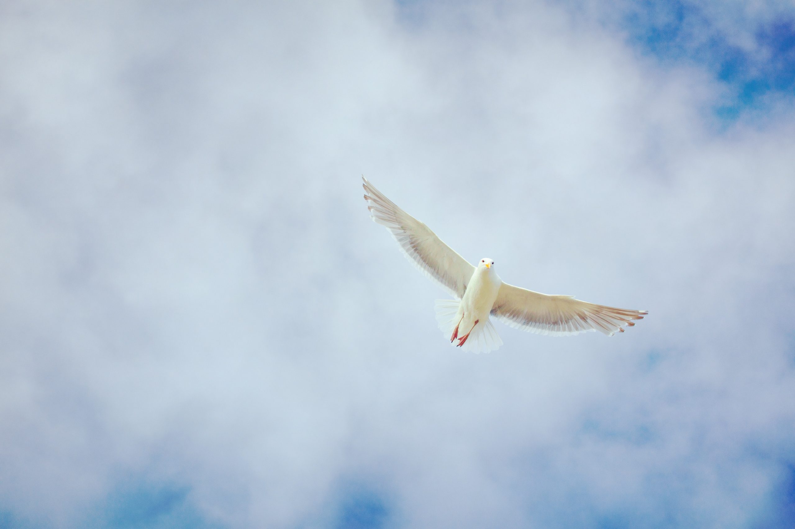 ferdinand-feng-5Ee6FBB-j3k-unsplash
